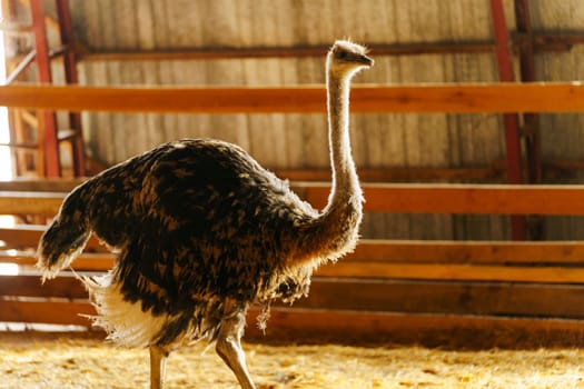Ostrich stands tall in a spacious pen on farm, showcasing its long neck and vibrant feathers.