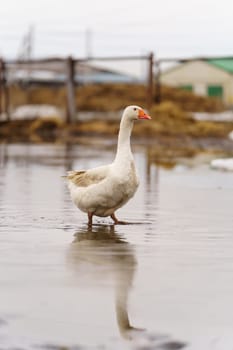 Geese group are peacefully coexisting within a fenced-in area on a farm