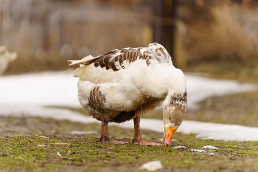 Geese is standing proudly on top of a lush green field, their feathers glistening