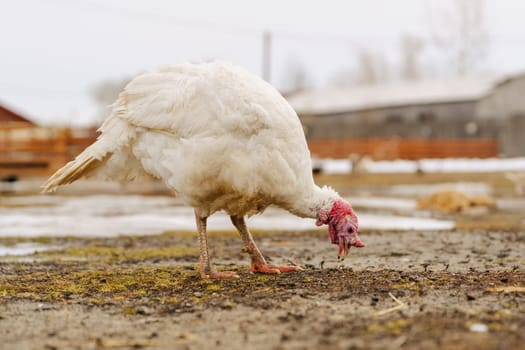 Rural countryside landscape with broad breasted domestic turkey.