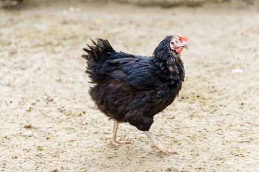 Chicken are seen standing on top of a dirt ground, pecking and scratching at the surface.