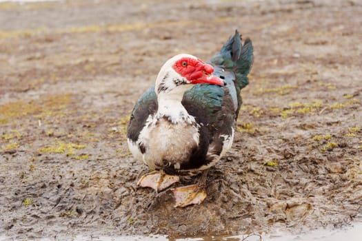 Muscovy duck is captured up close, displaying its unique plumage and detail in a farm setting.