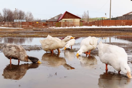 Duck gracefully submerges its head into the water, showcasing its elegant movements on farm