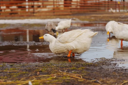 Group of white ducks gracefully stand atop the tranquil body of water.