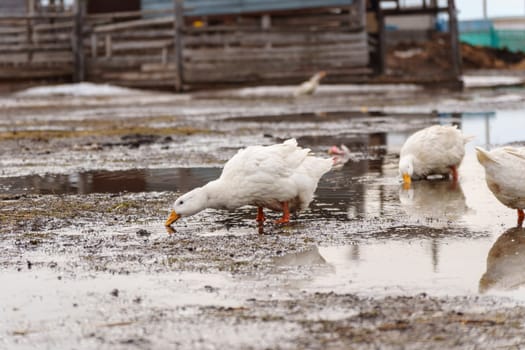 Ducks confidently stand on top of a field blanketed in snow, showcasing their resilience and adaptability to winter conditions.