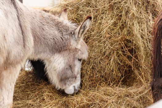 Donkey feeds on hay, showcasing its strength and elegance in the peaceful setting.