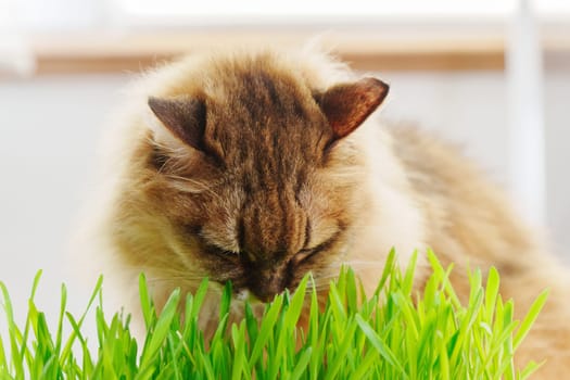 Cat is peacefully nibbling on a patch of vibrant green grass, possibly as a way to aid its digestion.