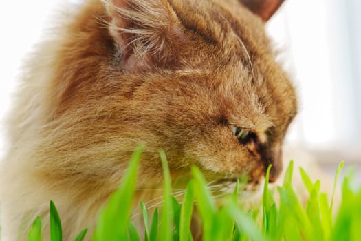 Cat eat fresh Grass Indoors, possibly as a way to aid its digestion. Selective focus