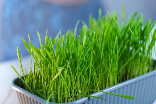 Container filled with vibrant green grass sits on top of a sturdy table.