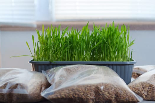 Container filled with vibrant green grass sits on top of a sturdy table.