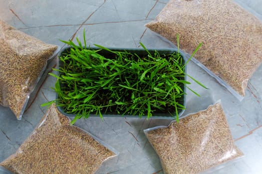 Bags filled with fresh grass, possibly for cats or growing microgreens, are placed side by side.