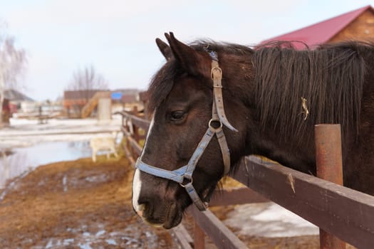 Brown horse is standing a wooden fence on a farm in this scene, showcasing an aspect of rural agriculture.