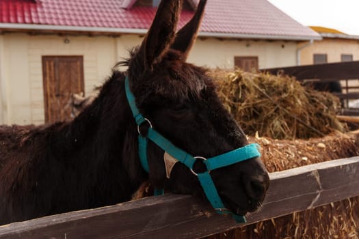 Donkey with a blue collar is actively eating hay in a farm setting.
