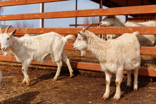 Group of serene white goats stand inside a pen, calmly grazing.