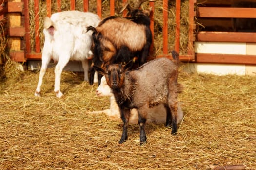 A group of serene white goats stand inside a pen, calmly grazing.