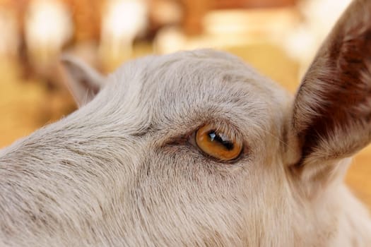 Close-up view of a curious goat surrounded by wooden fencing in a rustic pen.