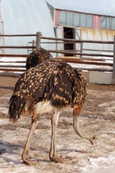 Ostrich is standing in a pen on an ostrich farm, with a barn visible in the background. Vertical photo