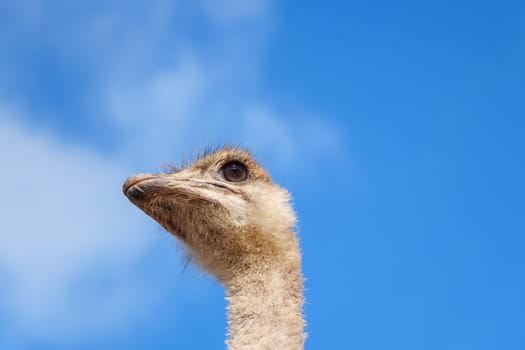 Ostrich head in close-up against the blue sky. Selective focus, copy space