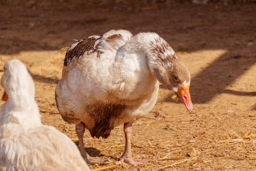 Farmyard Geese Wandering in the Afternoon Light. Farm