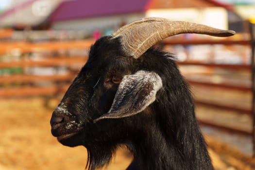 Close-up view of a curious goat surrounded by wooden fencing in a rustic pen.