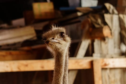 Ostrich stands tall on a wooden fence, surrounded by snow, at an ostrich farm in a serene winter setting.