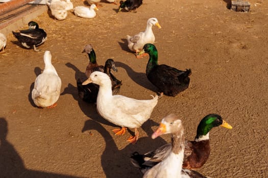 Ducks are standing in the dirt, their feathers blending with the earth as they explore the ground with their beaks.