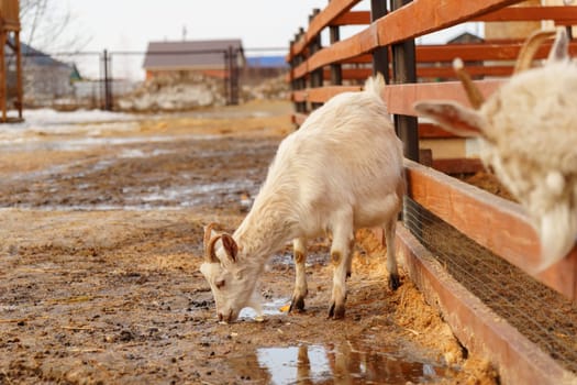 Goat on a farm, showcasing a typical scene in agriculture.