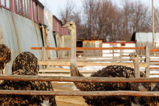 An elegant ostrich with its head held high, standing gracefully in a rustic barn.