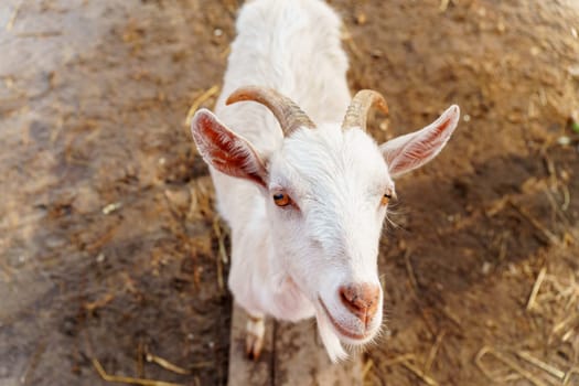 Close-up view of a curious goat surrounded by wooden fencing in a rustic pen.