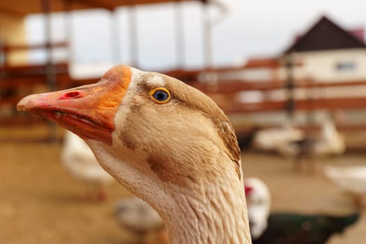 Curious Goose Peering Through Wooden Fence at a Farm