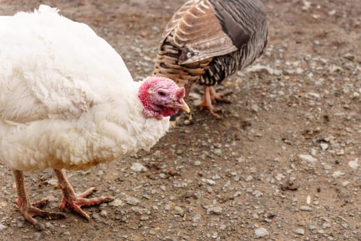 Turkey farm, turkey close-up, turkey rearing concept. Selective focus