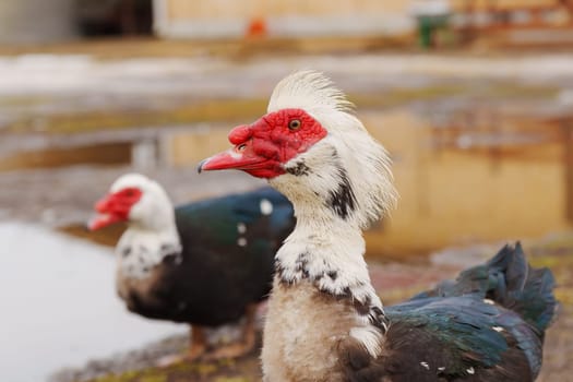 Muscovy duck with black and white feathers gracefully stands, showcasing its vibrant red beak in a farm setting.