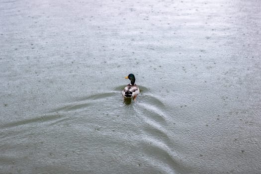 A duck gracefully glides across a serene lake, surrounded by a picturesque landscape. The sky reflects off the water, creating a peaceful scene of waterfowl in their natural habitat