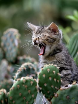 Amidst a cactus garden, a sleepy kitten yawns widely, displaying a moment of pure feline relaxation in nature