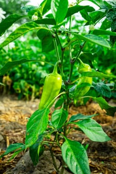Green bush with green pepper. Cultivation of pepper. Pepper plant close-up.
