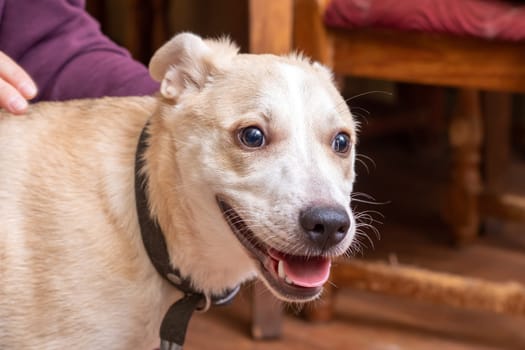 Cute white dog at home close up portrait