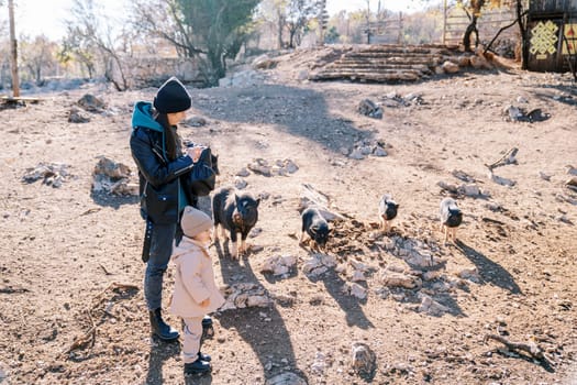 Mother and a little girl stand in a pasture near black fluffy dwarf pigs. Side view. High quality photo