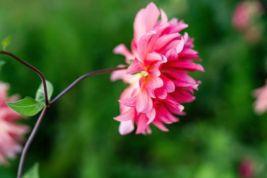 A vibrant pink flower blooms against a lush green backdrop, showcasing nature s beauty