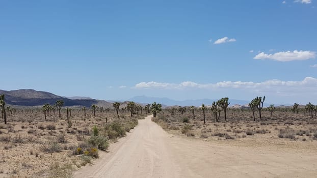 Driving on a Dirt Road in Joshua Tree National Park . High quality photo