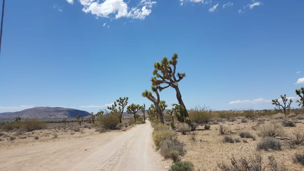 Driving on a Dirt Road in Joshua Tree National Park . High quality photo