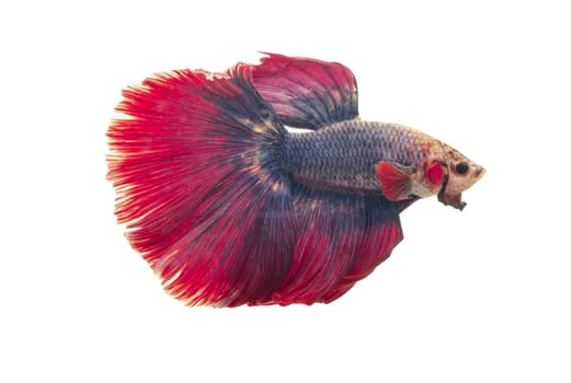 Detail of Red betta fish or Siamese fighting fish isolated on white background with clipping path. Beautiful movement of Betta splendens (Pla Kad). Selective focus.