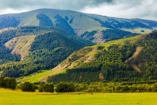 old mountains covered with green grass and mixed forest with few cows grazing at the foot of the mountain