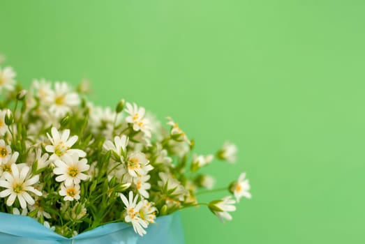 spring flowers on a light green background. Postcard with a delicate bouquet of daisies. White flowers with small petals. High quality photo