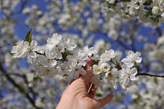 branch of a blossoming cherry in a woman's hand, against the background of a blossoming tree and a bright blue sky, selective focus.