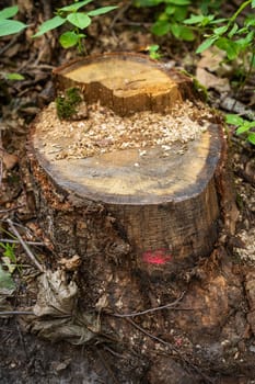 A freshly cut tree stump with sawdust, surrounded by greenery