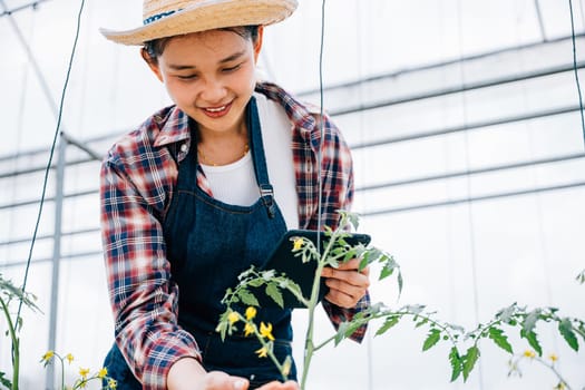 Agronomist examines tomato farm with tablet for improved yield. Woman biologist analyzes growth data of thriving green plants. Hydroponic irrigation for botanical science in farming.