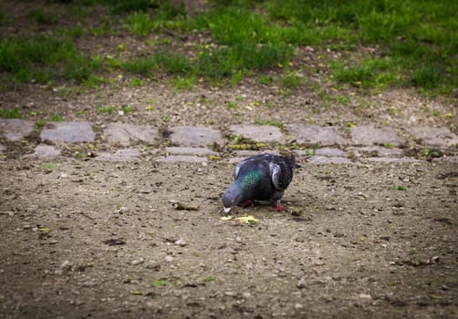 Portrait of one beautiful rock pigeon eating scattered chips on the ground in a park on a summer day, close-up side view.