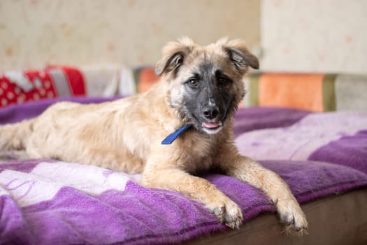 A fawncolored dog from the Sporting Group breed is laying on a purple blanket on a bed, enjoying comfort and resting with its snout and whiskers peacefully relaxed