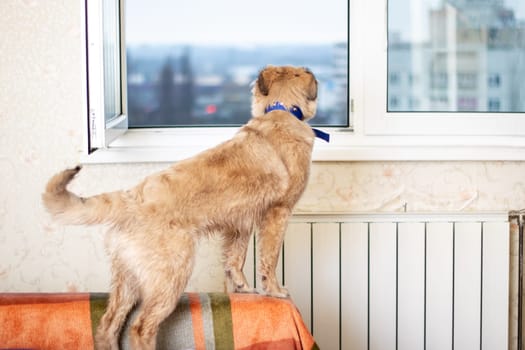 A fawncolored dog from the Sporting Group stands on a wooden couch, wearing a collar, looking out a window. As a carnivore, it is a loyal companion dog with a wagging tail