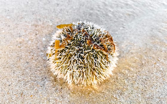 Long spined sea urchin urchins tones rocks and corals in turquoise green and blue water on the Caribbean beach in Playa del Carmen Quintana Roo Mexico.